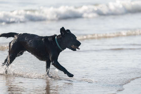 A black dog with a drift wood in the mouth running on a sandy beach.の写真素材