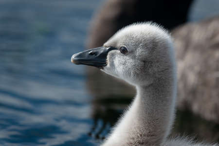 Close-up image of a black swan cygnetの写真素材