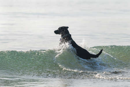 A black dog jumping over ocean waves with water splashing around the dogの写真素材