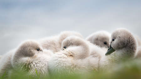 Close-up image of a group of black swan cygnets resting in the rain, tiny raindrops on their soft fluffy feathers.の写真素材