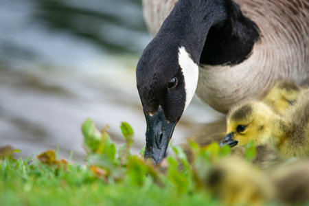 Duck mother and her cute ducklings eating grass.
