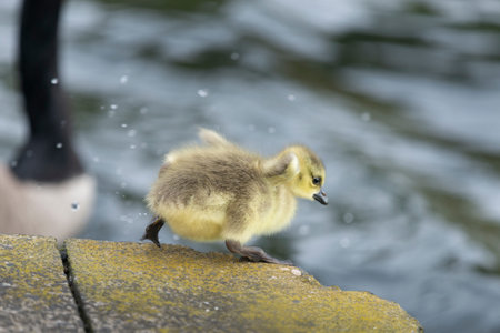 Cute duckling getting ready to jump into the water, out-of-focus mother duck by its side.