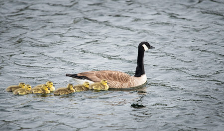 Duck mother leading her ducklings swimming in the water
