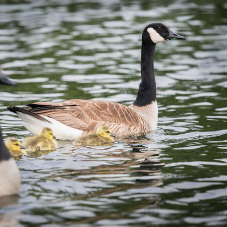 Parents geese leading their goslings swimming in the late. Vertical format.の写真素材