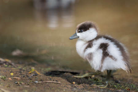 Close-up image of a cute fluffy paradise duckling walking along the lakeの写真素材