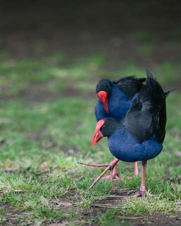 Two Pukekos, or Australasian Swamphen, at Western Springs park in Auckland. Vertical format.の写真素材