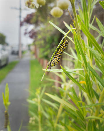 Monarch butterfly caterpillar feeding on milkweed leaf growing along the pedestrian path. Vertical format.の写真素材