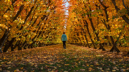 Woman walking among golden autumn orchards in Otago, South Islandの写真素材