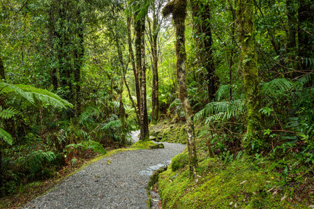 Moss covered lush green beech forest in the rain, Franz Josef Glacier, South Island