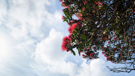 Pohutukawa trees in full bloom, New Zealand Christmas tree.の写真素材