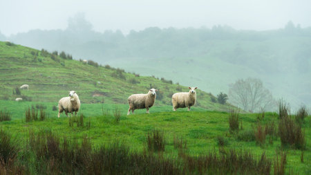 Sheep in the rain on the green hills in Golden Bay, South Island.の写真素材