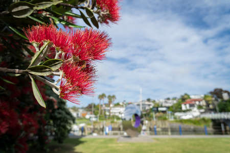 Pohutukawa tree in full bloom in summer at Milford beach reserve. New Zealand Christmas Tree.の写真素材