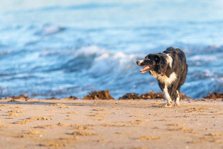 A black dog playing on the sandy beach at golden hour in Auckland.の写真素材
