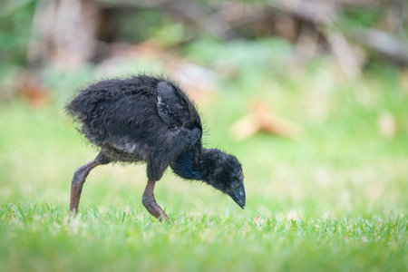 Black jubilee Pukeko bird with blue feathers developing under the neck. Western Springs park,...