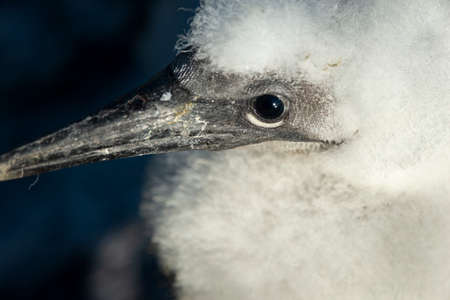 Close-up image of fluffy baby gannet bird.の写真素材