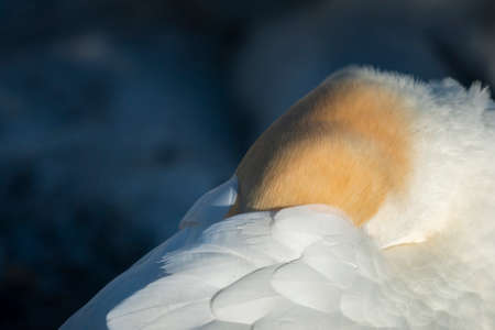 Close-up image of gannet bird sleeping with head buried in the feathers.の写真素材