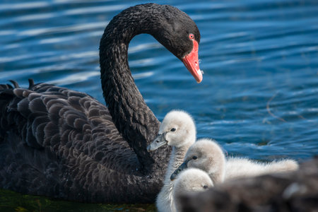 Mother black swan swimming with her cygnets in the lakeの写真素材
