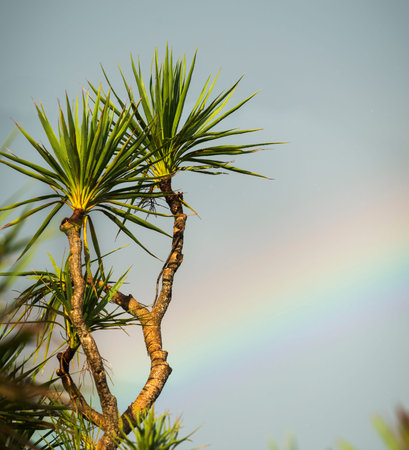 Cabbage trees with rainbows on the sky, Auckland. Vertical format.の写真素材