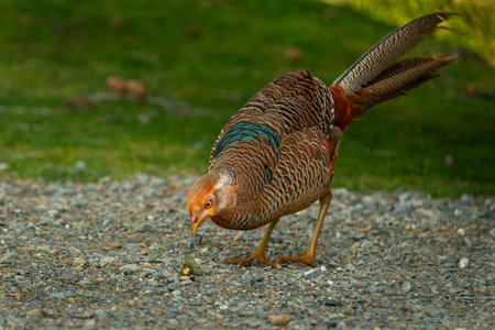 Beautiful copper pheasant eating pine nut on a gravel roadの写真素材