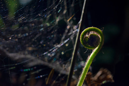 Back-lit young fern leaf with spider webs around in the dark forest