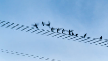Birds flying away from the power lines. Image captured using slow shutter speed for motion blur.の写真素材