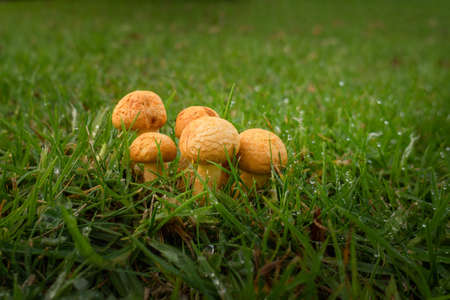 Close-up image of wild mushrooms popping up in the lawn after rainの写真素材