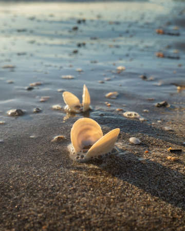 Seashells backlit by morning Sun with long shadows on a sandy beach. Vertical format.の写真素材