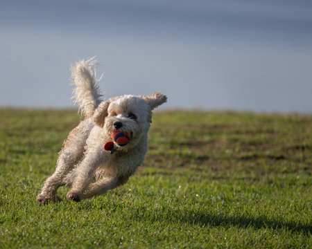 A small white dog with ball in the mouth, running on the green grass.の写真素材
