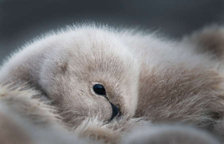 Fluffy cygnet rest in the rainの写真素材