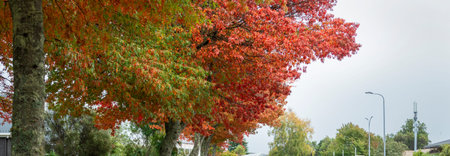 Autumn tree with red and green leavesの写真素材