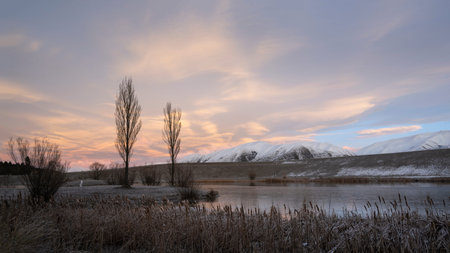 Poplar trees at Loch Cameron, sunrise at Twizel, New Zealand.の写真素材