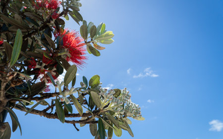 Pohutukawa trees in full bloom against a blue sky, New Zealand Christmas tree.の写真素材