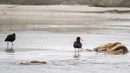 Black oystercatchers and seaweeds on the beach. Otago Peninsula.の写真素材