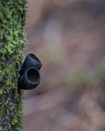 Black fungi growing on the tree truck in the forest. Vertical format.の写真素材