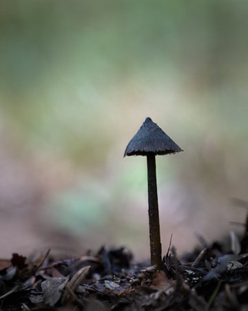 A slender black fungus on the forest floor. Vertical format.の写真素材