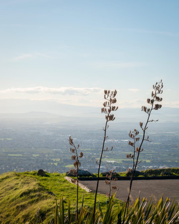Native New Zealand Flax or Harakeke at Te Mata Peak. , Hawkeâ€™s Bay. Vertical format.