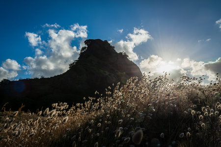 Backlit bunny tail grass in the wind. Lion Rock in the background. Piha, Auckland.