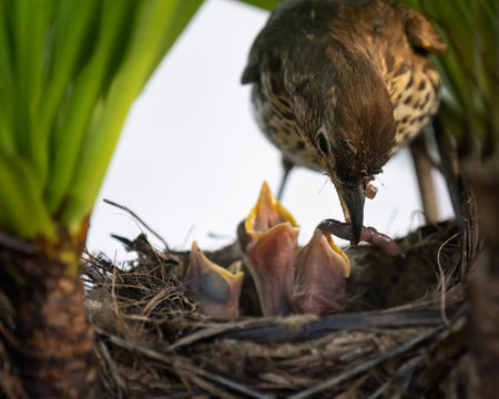 Song thrush (Turdus philomelos) feeding her hungry baby birds in the nest.の写真素材