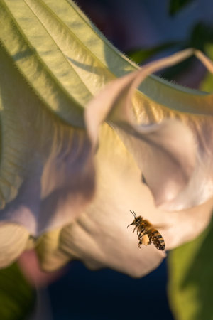 Honey bee colleting pollen from a pink flower. Vertical format.の写真素材