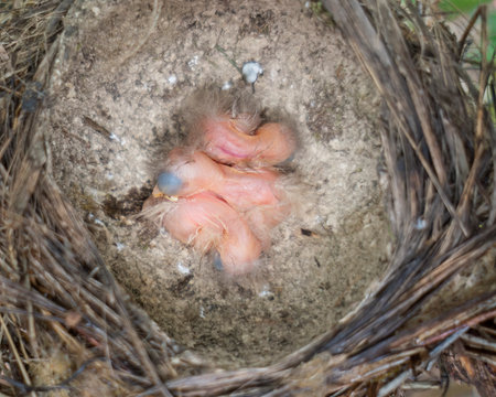 One day old baby Song Thrushs in the nest.の写真素材