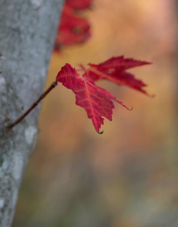 Autumn red maple leaves at Mont Tremblant, Quebec. Canada. Vertical format.の写真素材