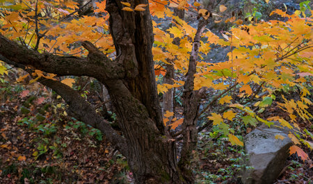 Autumn orange and red maple leaves at Mont Tremblant, Quebec, Canada.の写真素材