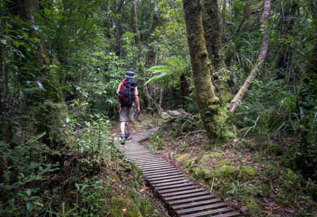 Hiking in the lush green forest of Pouakai Crossing, Egmont National Park. Taranaki.の写真素材