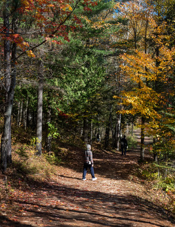Senior woman walking in a park with autumn leaf colours. Mont Tremblant. Quebec. Canada. Vertical format.の写真素材
