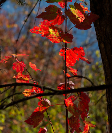 Autumn red maple leaves at Mont Tremblant, Quebec. Canada. Vertical format.の写真素材