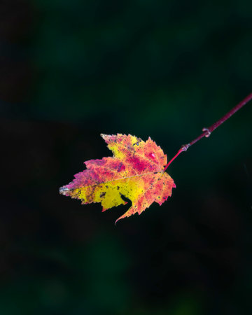 Autumn maple leaf against a nature dark green background. Quebec. Canada. Vertical format.の写真素材