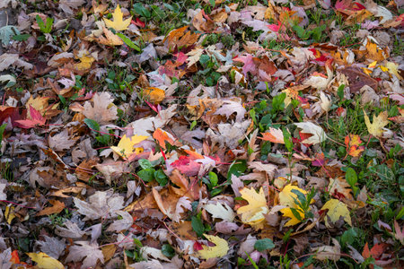 Autumn maple leaves fallen on the ground. Quebec. Canada.の写真素材