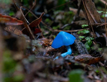 Blue mushroom (Entoloma hochstetteri) on forest habitat in the Rotorua district.の写真素材