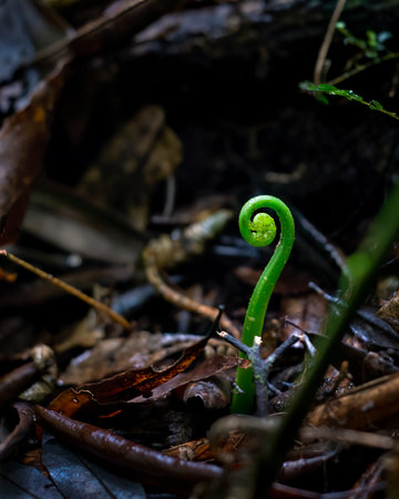Young fern leaf in the dark forest habitat. Rotorua. Vertical format.の写真素材