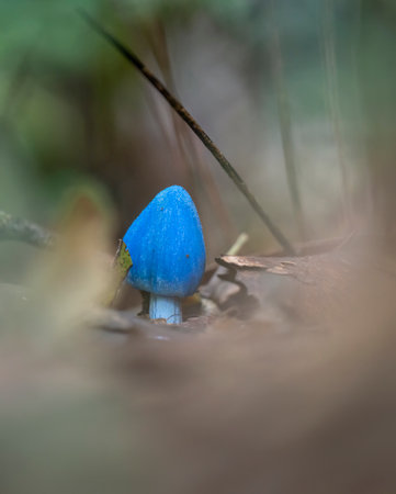 Blue mushroom (Entoloma hochstetteri) on forest habitat, framed by out-of-focus grass. Rotorua district. Vertical format.の写真素材